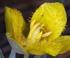 Calochortus monophyllus (Lindl.) Lem. resmi