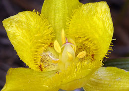 Calochortus monophyllus (Lindl.) Lem. resmi