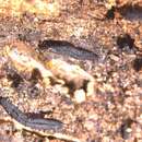 Image of Dothideomycetes family incertae sedis