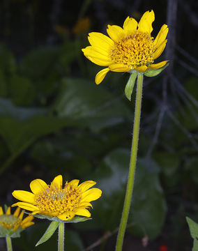 Image of deltoid balsamroot