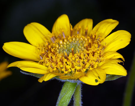 Image of deltoid balsamroot