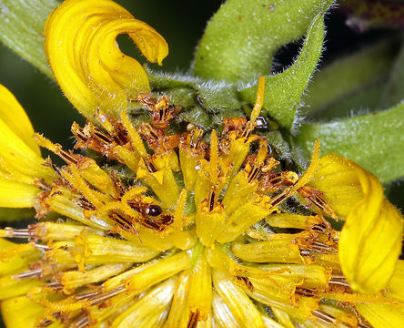 Image of deltoid balsamroot