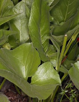 Image of deltoid balsamroot