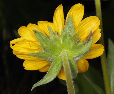 Image of deltoid balsamroot