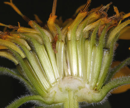 Image of deltoid balsamroot