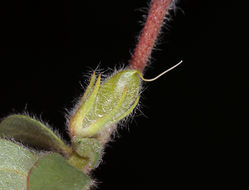 Image of foothill deervetch