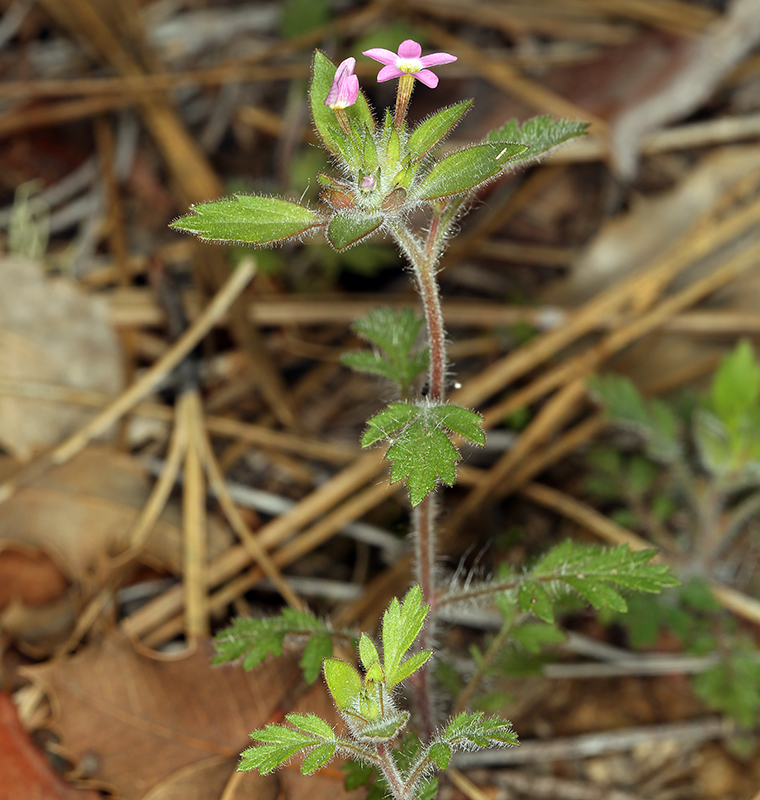 Image of variableleaf collomia