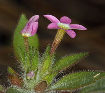 Image of variableleaf collomia