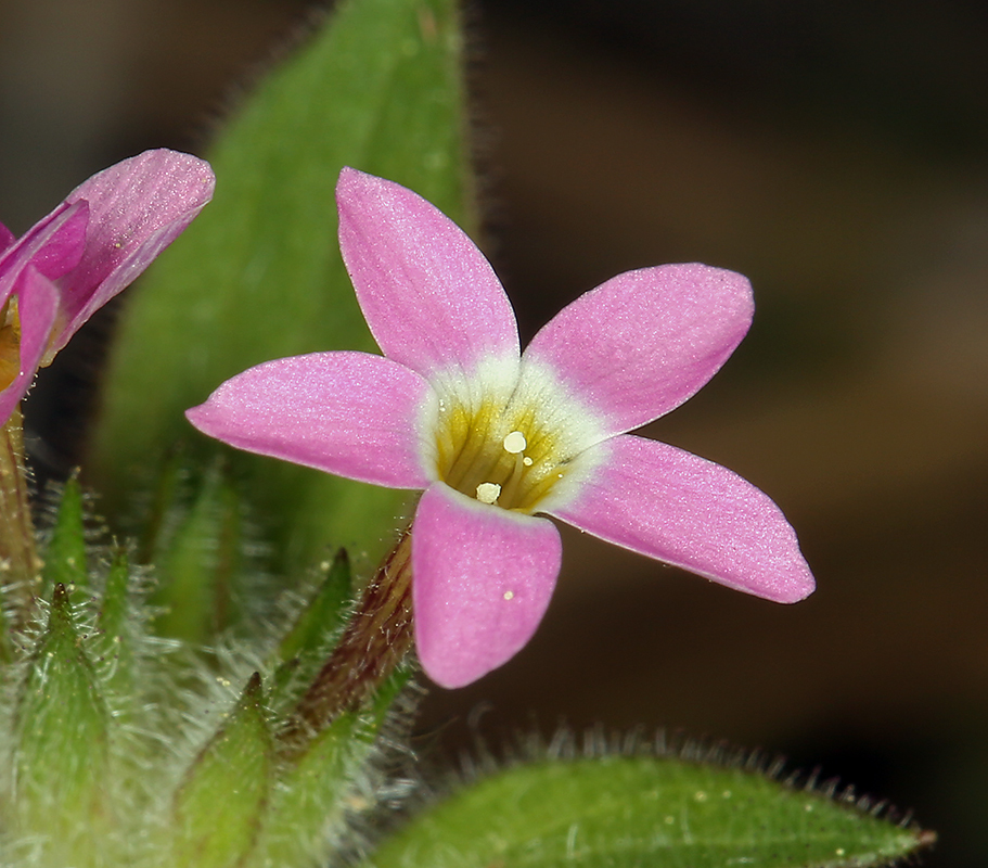 Image of variableleaf collomia