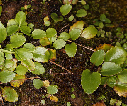 Imagem de Micranthes californica (Greene) Small