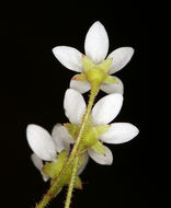 Imagem de Micranthes californica (Greene) Small