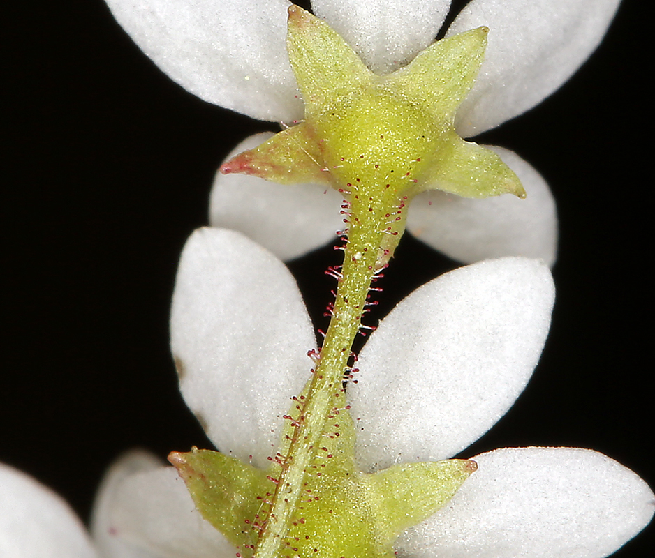 Imagem de Micranthes californica (Greene) Small