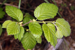 Image of Western Beaked Hazel