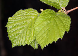 Image of Western Beaked Hazel