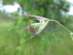 Image de Danthonia californica Bol.