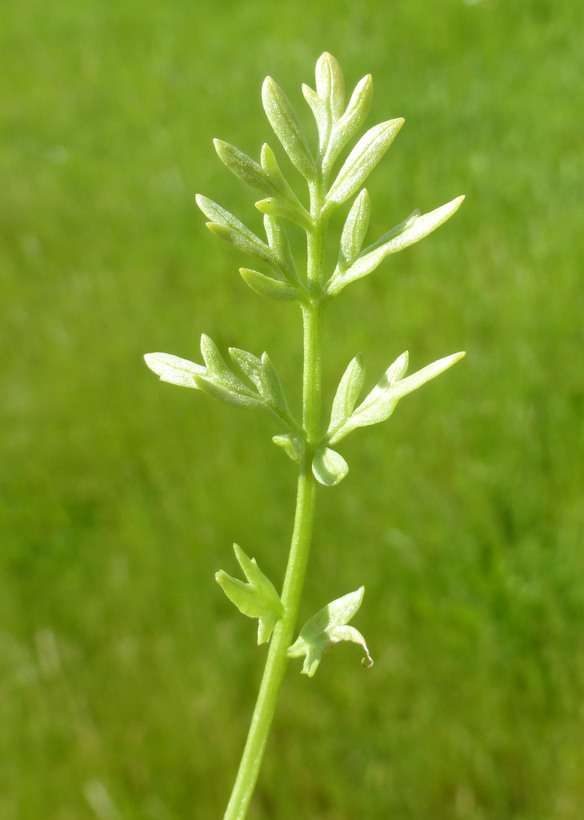 Image of Douglas' meadowfoam