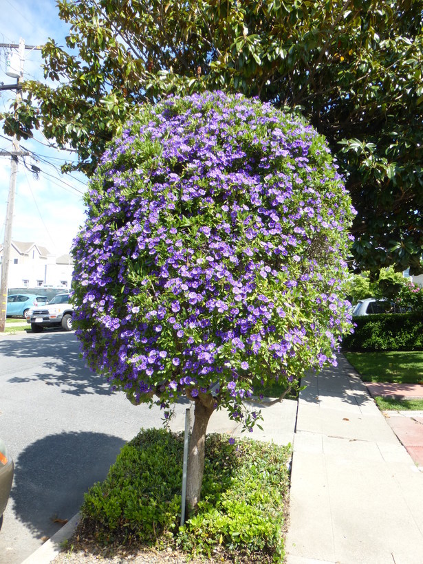 Image of Blue Potato Bush