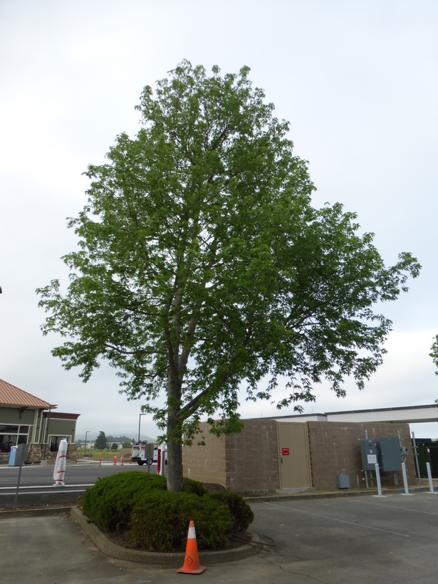 Image of silver maple