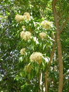 Слика од Nuxia floribunda Benth.