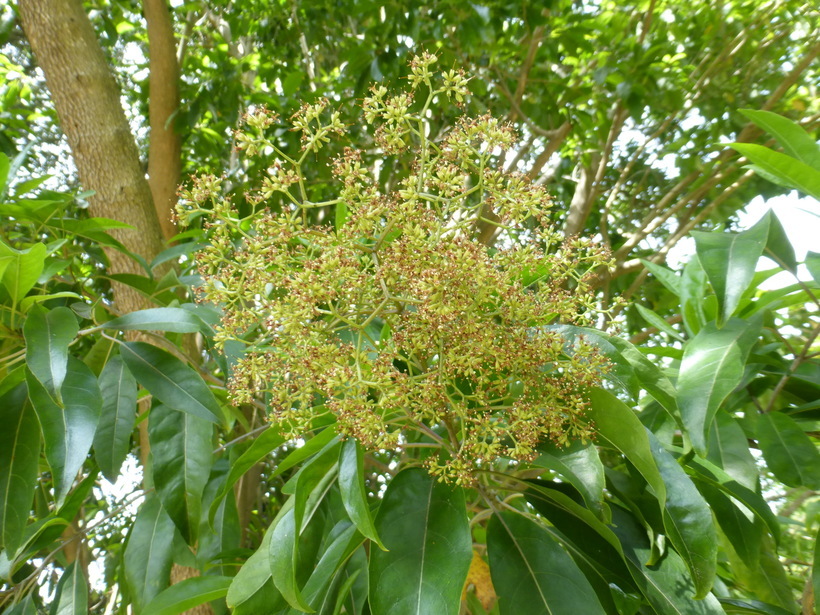 Image of Forest elder