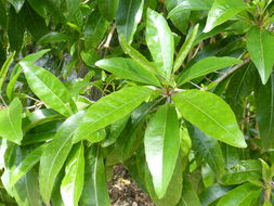 Image of Forest elder