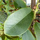 Image of Magnolia figo var. crassipes (Y. W. Law) Figlar & Noot.