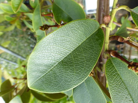 Image of Magnolia figo var. crassipes (Y. W. Law) Figlar & Noot.