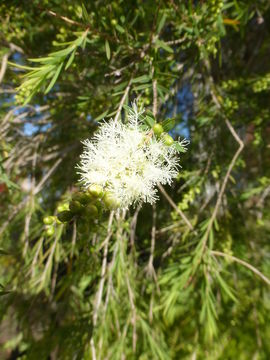 Image de Melaleuca ericifolia Sm.