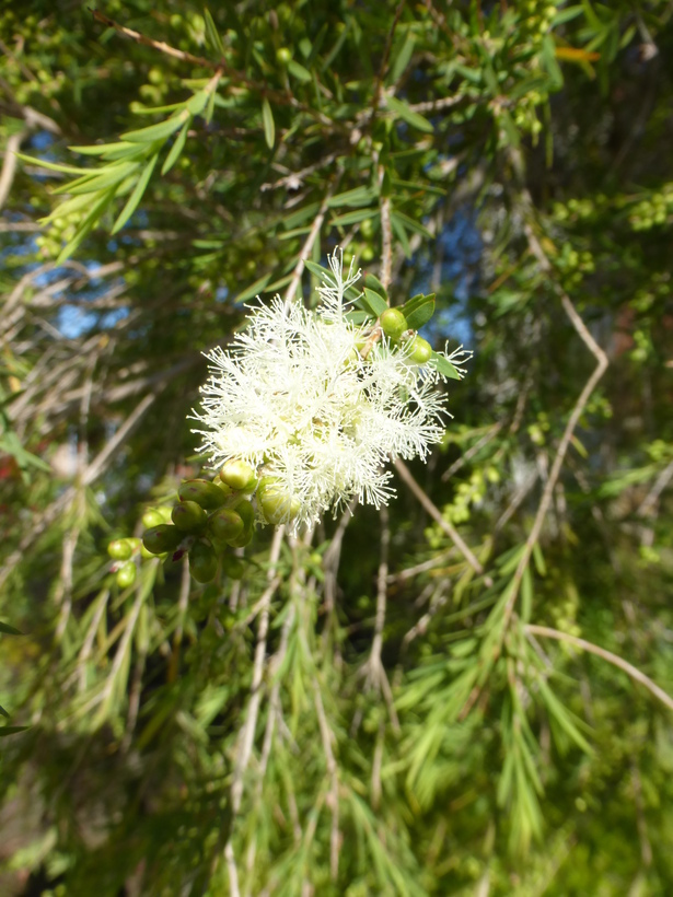 Sivun Melaleuca ericifolia Sm. kuva