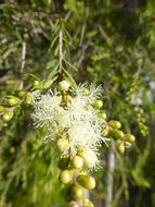 Sivun Melaleuca ericifolia Sm. kuva