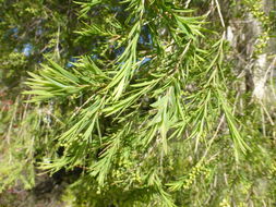 Sivun Melaleuca ericifolia Sm. kuva