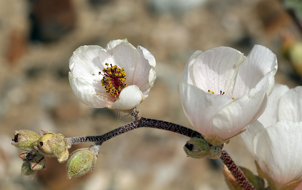 Image of rose globemallow