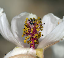 Image of rose globemallow