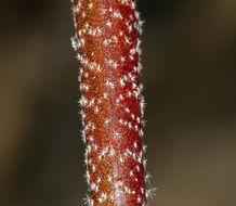 Image of rose globemallow