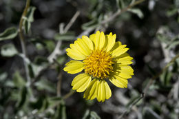 Sivun Encelia virginensis A. Nels. kuva