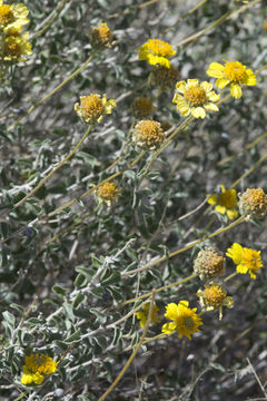 Sivun Encelia virginensis A. Nels. kuva