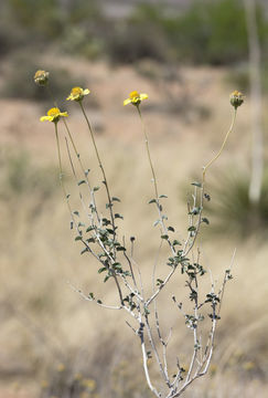 Sivun Encelia virginensis A. Nels. kuva