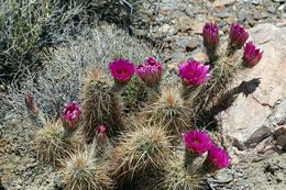 Image of Engelmann's hedgehog cactus