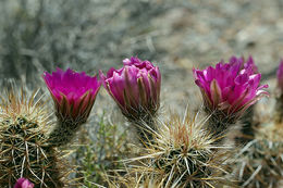 Image of Engelmann's hedgehog cactus