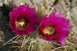 Image of Engelmann's hedgehog cactus