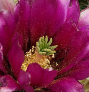 Image of Engelmann's hedgehog cactus