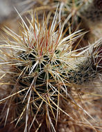 Image of Engelmann's hedgehog cactus