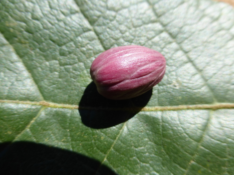 Image of netleaf oak