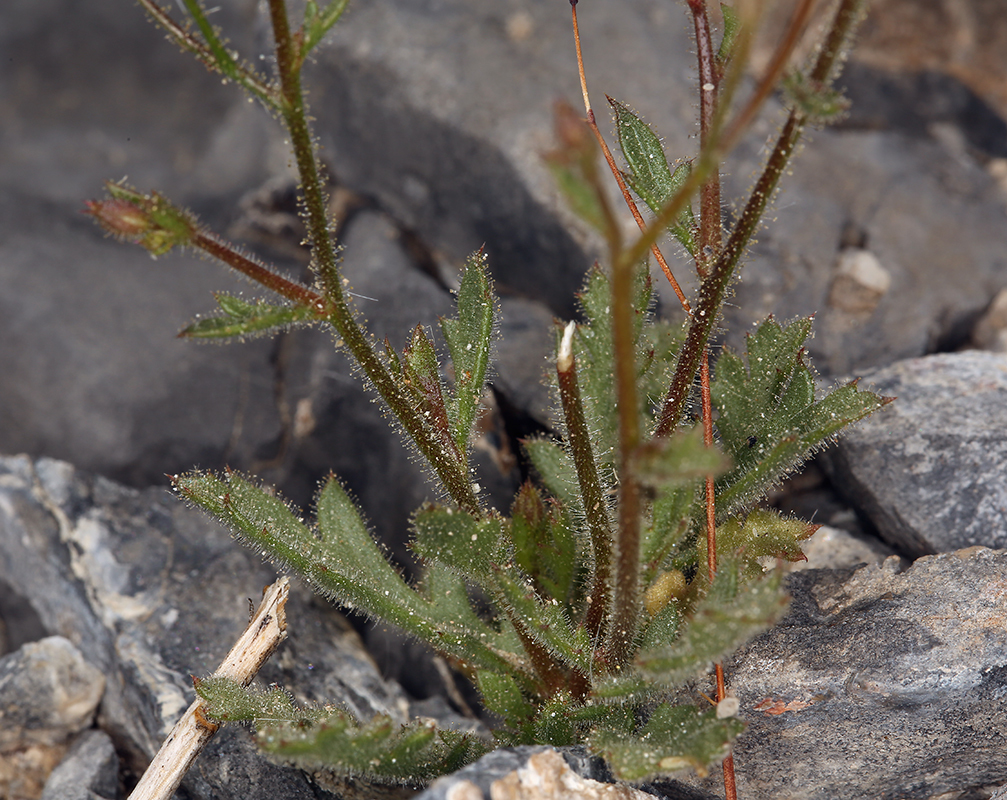 Image of desert pale gilia