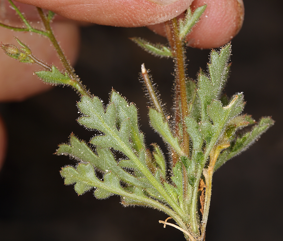 Image of desert pale gilia