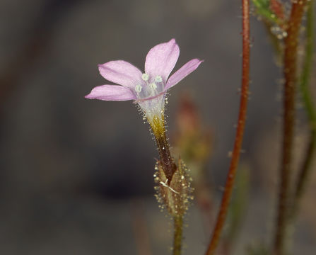 Image of desert pale gilia