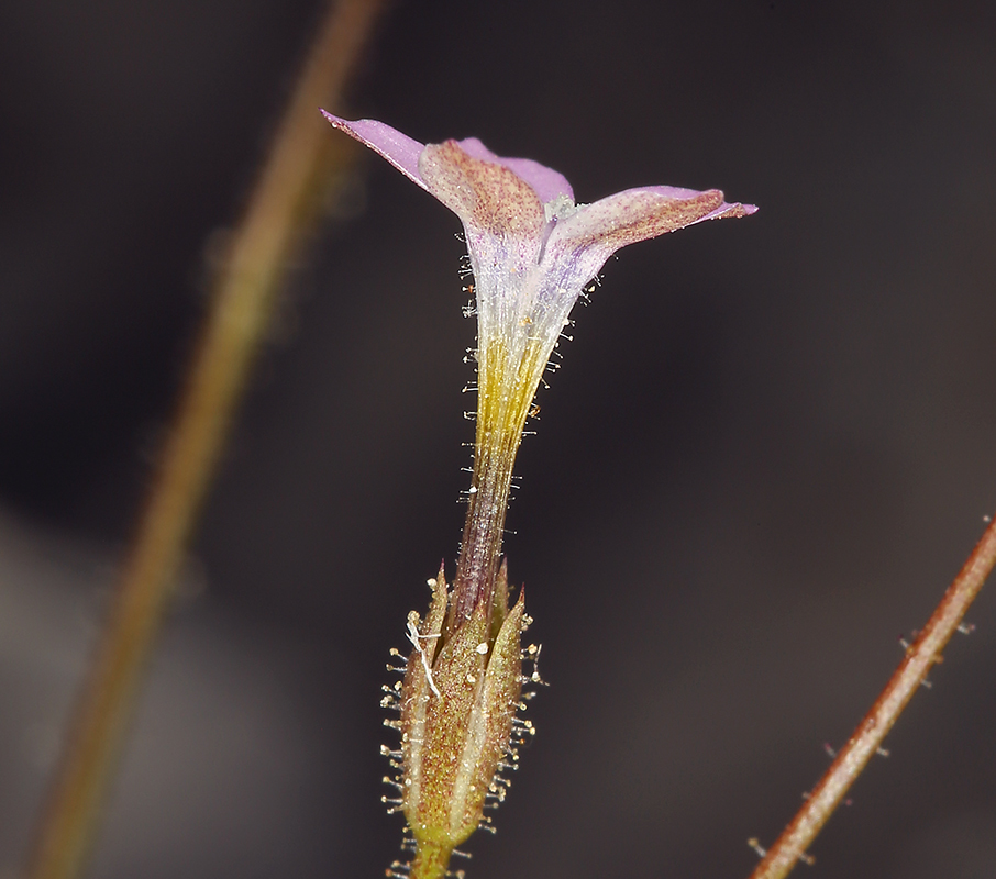 Image of desert pale gilia