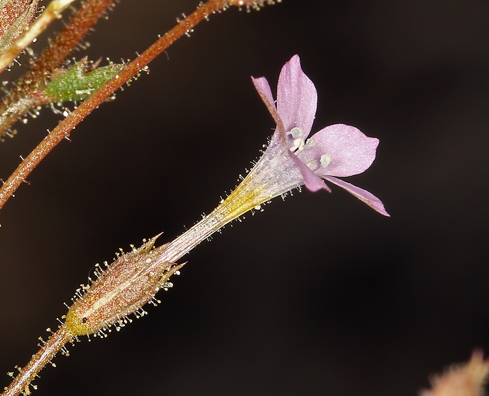 Image of desert pale gilia