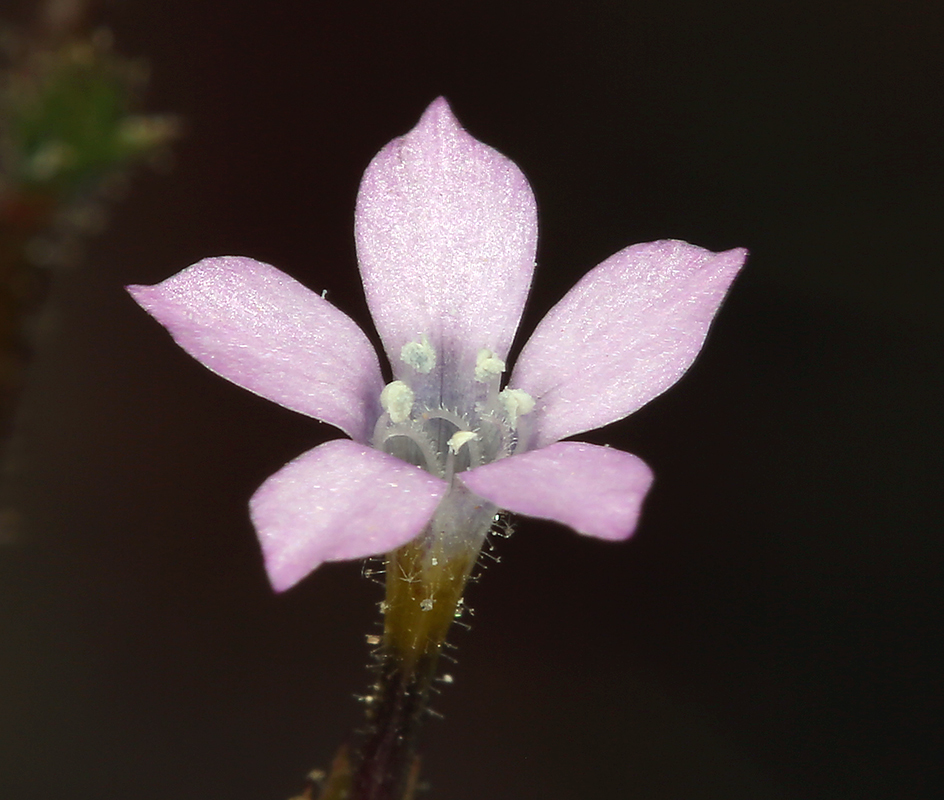 Image of desert pale gilia