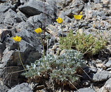 صورة Enceliopsis nudicaulis (A. Gray) A. Nels.